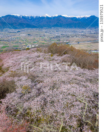 【ドローン撮影】光城山の桜と北アルプスと安曇野の街並み【長野県】 【ドローン撮影】光城山の桜と北アルプスと安曇野の街並み【長野県】 138979521