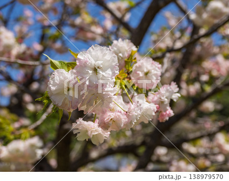 公園で咲き始めた八重桜のクローズアップ（千葉県松戸市・21世紀の森と広場） 138979570