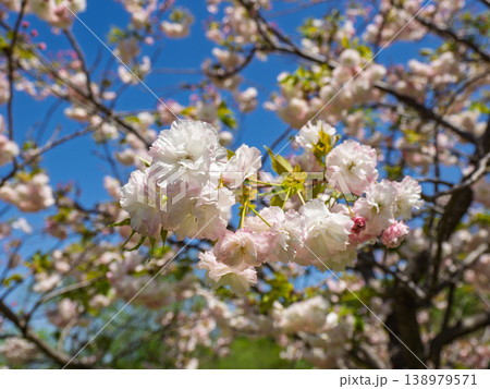 公園で咲き始めた八重桜のクローズアップ(千葉県松戸市・21世紀の森と広場) 公園で咲き始めた八重桜のクローズアップ(千葉県松戸市・21世紀の森と広場) 138979571