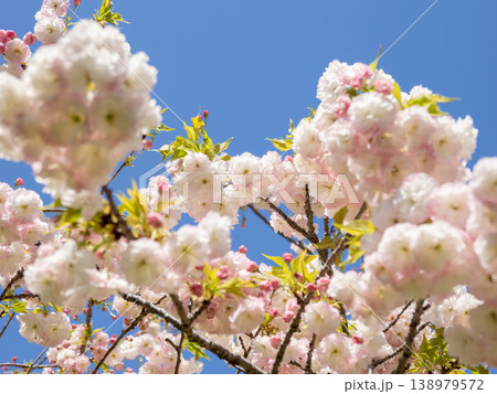 公園で咲き始めた八重桜のクローズアップ(千葉県松戸市・21世紀の森と広場) 公園で咲き始めた八重桜のクローズアップ(千葉県松戸市・21世紀の森と広場) 138979572