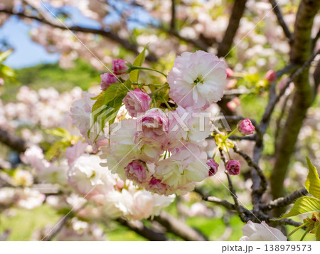 公園で咲き始めた八重桜のクローズアップ（千葉県松戸市・21世紀の森と広場） 138979573
