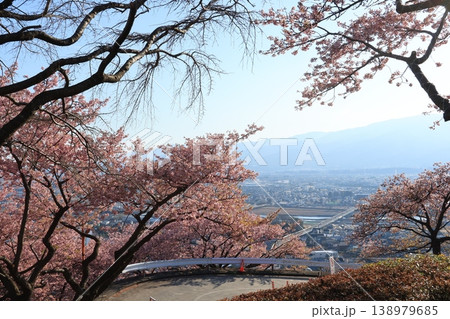 神奈川県の松田町にある西平畑公園の斜面に咲く桜 138979685