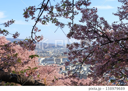 神奈川県の松田町にある西平畑公園の斜面に咲く桜 神奈川県の松田町にある西平畑公園の斜面に咲く桜 138979689