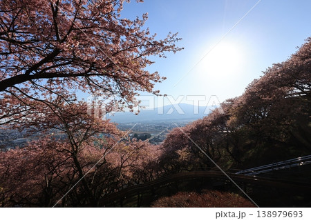 神奈川県の松田町にある西平畑公園の斜面に咲く桜 138979693