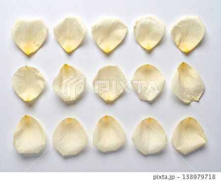 Cream white dried rose petals arranged in grid pat 138979718