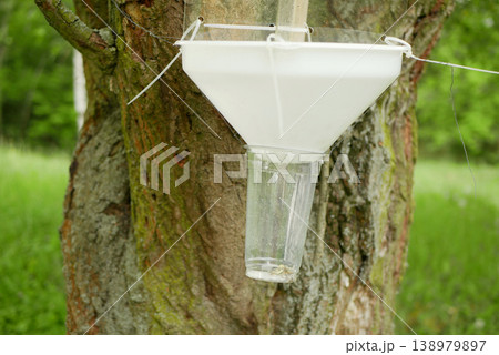 Trap flying insect science research arthropods pheromone transparent panel funnel plastic trapping ecological wasp bait catcher capture collecting hanging vertical attached embedded in big healthy 138979897