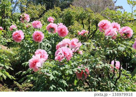 ピンク色のぼたん 138979918