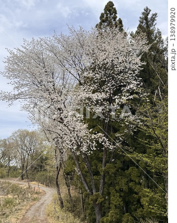 山道沿いに咲く満開の山桜と春の風景 138979920
