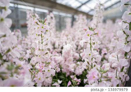 温室に咲くピンクの花 温室に咲くピンクの花 138979979