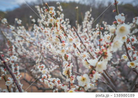満開の白い梅の花 138980189