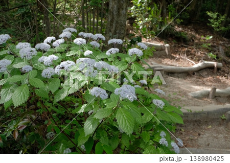 登山道の傍らに咲くコアジサイ(小紫陽花)の群生・木漏れ日が揺れる新緑の森 登山道の傍らに咲くコアジサイ(小紫陽花)の群生・木漏れ日が揺れる新緑の森 138980425