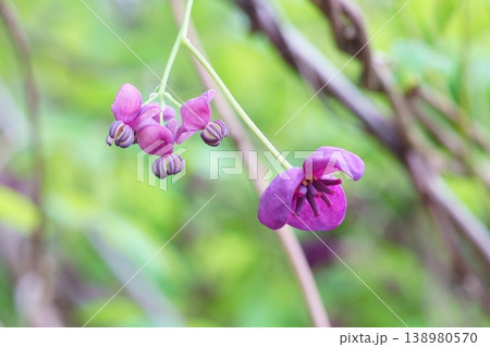 アケビの雄花と雌花 138980570