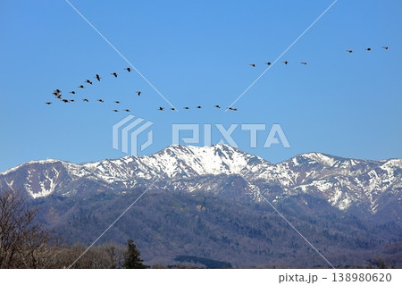 樺戸連山をバックに雁行するマガン 北海道 宮島沼 4月 樺戸連山をバックに雁行するマガン 北海道 宮島沼 4月 138980620