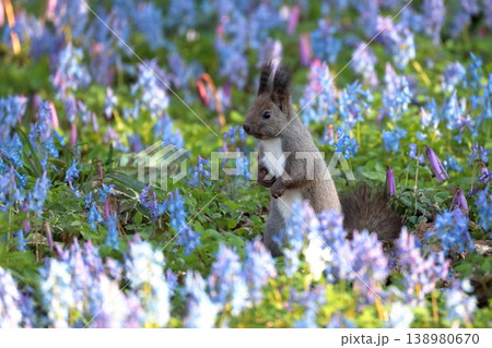 メルヘンの森に遊ぶエゾリス 北海道 浦臼神社 4月 メルヘンの森に遊ぶエゾリス 北海道 浦臼神社 4月 138980670