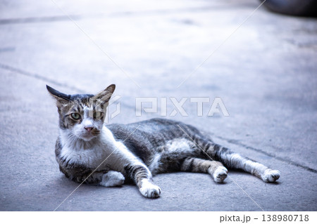 View of Gray Abandoned cat are sleeping, focus selective 138980718