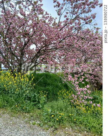 河川沿いに咲く遅咲きの八重桜　菜の花 138980722