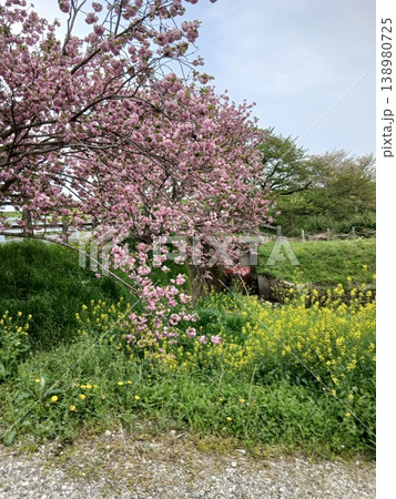 河川沿いに咲く遅咲きの八重桜　菜の花 138980725