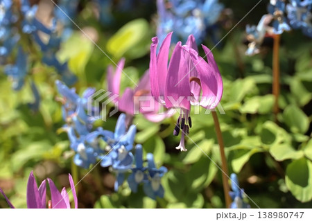 北国の春を告げるカタクリとエゾエンゴサクの共演 浦臼神社 4月 北国の春を告げるカタクリとエゾエンゴサクの共演 浦臼神社 4月 138980747