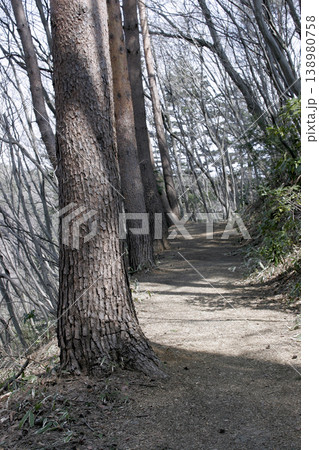 光差し込むアカマツ(Pinus densiflora)林の風景 東北 光差し込むアカマツ(Pinus densiflora)林の風景 東北 138980758