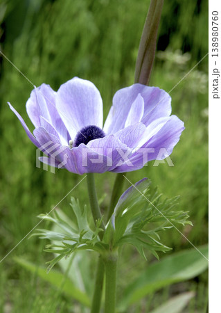 透き通る青い花びらのアネモネ（Anemone coronaria）の花　東北 138980760