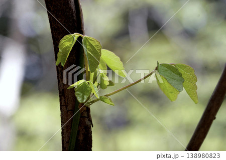 木漏れ日の中のミツバアケビ(Akebia trifoliata)の若葉 東北 木漏れ日の中のミツバアケビ(Akebia trifoliata)の若葉 東北 138980823