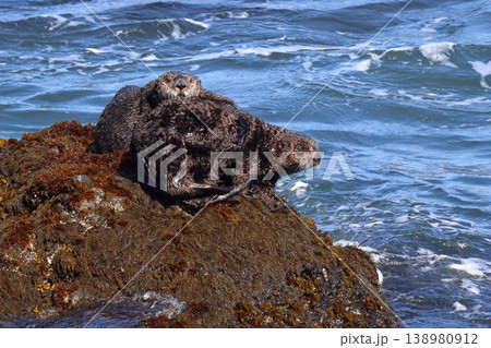 岩場でくつろぐラッコのペア 霧多布岬 4月 岩場でくつろぐラッコのペア 霧多布岬 4月 138980912