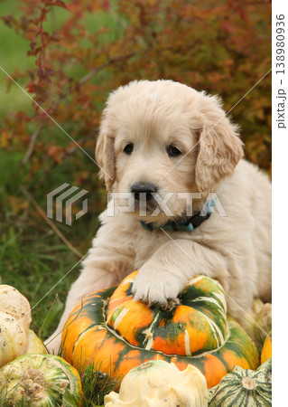 Adorable gold retriever puppy with pumpkins Adorable gold retriever puppy with pumpkins 138980936