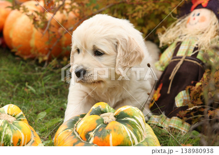 Adorable gold retriever puppy with pumpkins 138980938