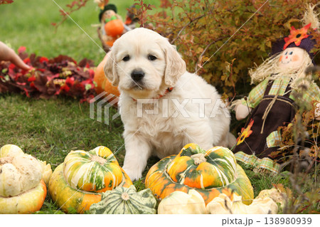 Adorable gold retriever puppy with pumpkins 138980939