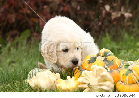 Adorable gold retriever puppy with pumpkins 138980944