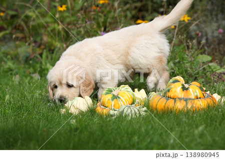Adorable gold retriever puppy with pumpkins Adorable gold retriever puppy with pumpkins 138980945