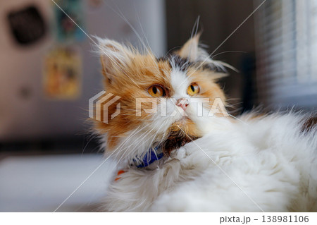 Fluffy Calico Cat Sitting Calmly Fluffy Calico Cat Sitting Calmly 138981106