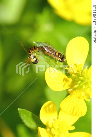 キツネノボタンの花びらにつかまって交尾するハナアブ科ヒラタアブの仲間 キツネノボタンの花びらにつかまって交尾するハナアブ科ヒラタアブの仲間 138981119