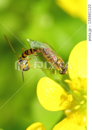 キツネノボタンの花びらにつかまって交尾するハナアブ科ヒラタアブの仲間 キツネノボタンの花びらにつかまって交尾するハナアブ科ヒラタアブの仲間 138981120
