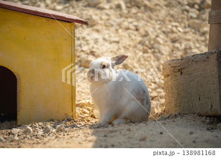 日向ぼっこしに小屋の周りを散歩するウサギ 日向ぼっこしに小屋の周りを散歩するウサギ 138981168