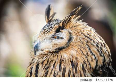 鋭い眼光のフクロウ 鋭い眼光のフクロウ 138981170