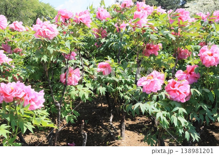 ピンクの花のぼたんの木 ピンクの花のぼたんの木 138981201