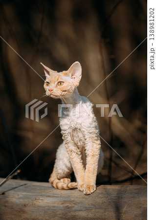 Sweet Devon Rex Cat Funny Curious Young White Devon Rex Kitten In Autumn Forest. . Short-haired Cat Of English Breed. Very Small Lovely Pets Lovely Cats. Happy Pets Concept Sweet Devon Rex Cat Funny Curious Young White Devon Rex Kitten In Autumn Forest. . Short-haired Cat Of English Breed. Very Small Lovely Pets Lovely Cats. Happy Pets Concept 138981202