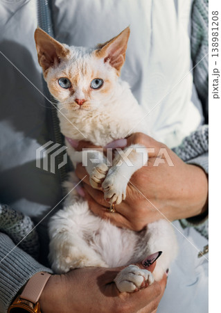 Obedient Devon Rex Cat With White Grey Fur Color Sit On Hands. Curious Playful Funny Cute Amazing Devon Rex Cat Look At Camera. Cats Portrait. Bold Blue Cat Eyes. Amazing Happy Pets Friendship Concept 138981208