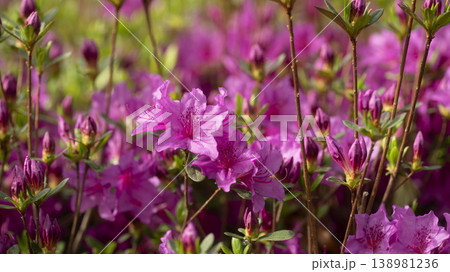 Azaleas 138981236