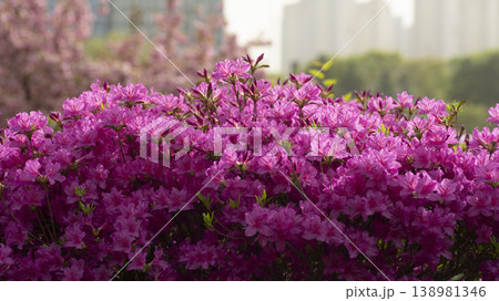 Azaleas Azaleas 138981346