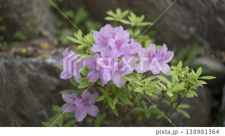 Azaleas Azaleas 138981364