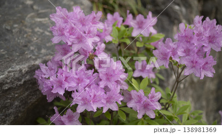 Azaleas Azaleas 138981369
