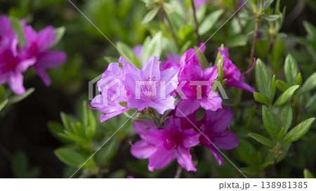 Azaleas 138981385