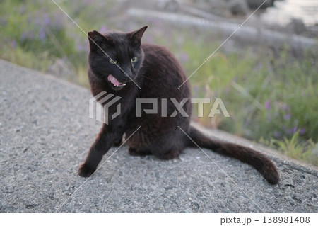 堤防で遊ぶ黒猫 堤防で遊ぶ黒猫 138981408