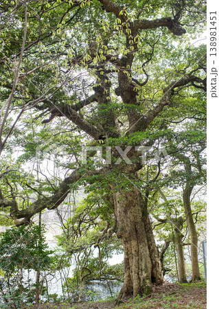 タブノキの巨木 天然記念物 秋田県 タブノキの巨木 天然記念物 秋田県 138981451