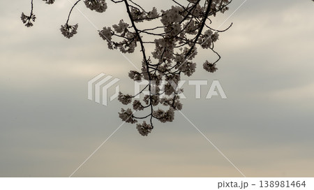 Hwarang Park Cherry Blossoms Hwarang Park Cherry Blossoms 138981464