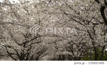 Hwarang Park Cherry Blossoms Hwarang Park Cherry Blossoms 138981466