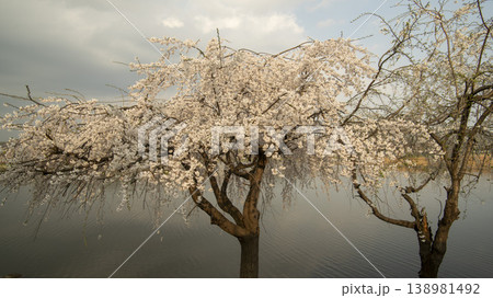 Hwarang Park Cherry Blossoms 138981492