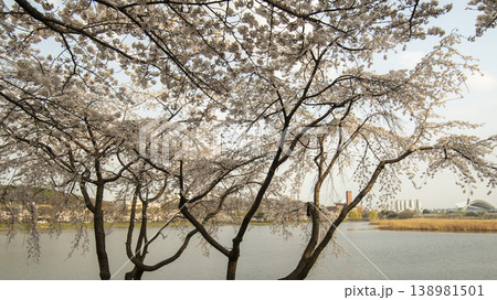 Hwarang Park Cherry Blossoms Hwarang Park Cherry Blossoms 138981501